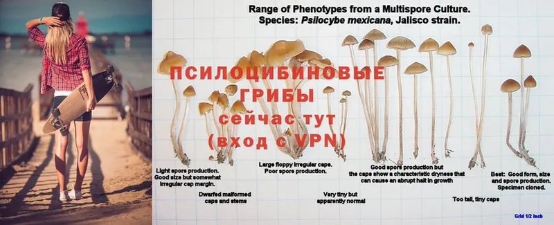 ОМГ ОМГ как войти  Конаково  Псилоцибиновые грибы мицелий 